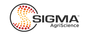 Sigma Business Project Image